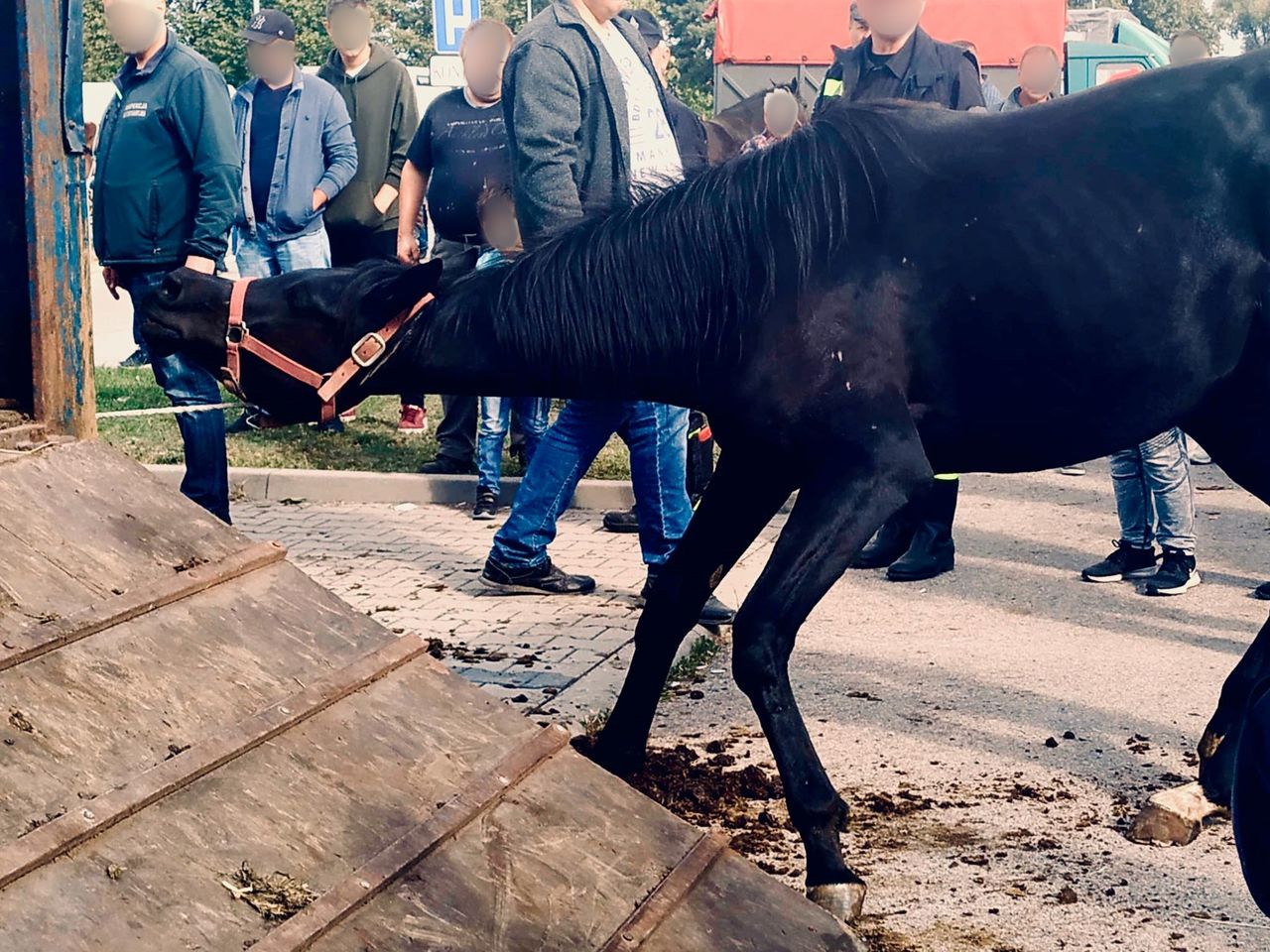 Znęcali się nad koniem na targu w Pajęcznie. Fundacja Viva! nagrała film
