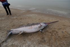 Niezwykłe znalezisko na plaży w Jantarze. Morze wyrzuciło na brzeg miecznika