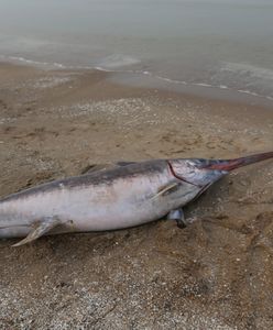 Niezwykłe znalezisko na plaży w Jantarze. Morze wyrzuciło na brzeg miecznika