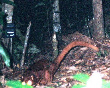 Nowy drapieżnik odkryty na Borneo