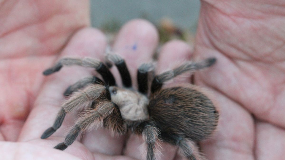 View of tarantulas in wild