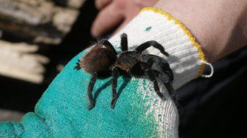 Pająk znaleziony w paczce