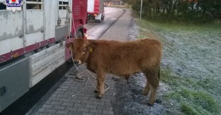 Wypadek ciężarówki przewożącej byki. Zwierzęta rozbiegły się po ulicy
