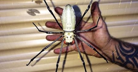 Australia. Ogromny pająk, który żywi się ptakami, zamieszkał pod wejściem do garażu