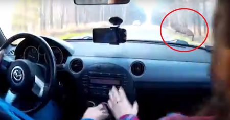 Przerażające nagranie wypadku na drodze krajowej. Jeleń wszedł prosto pod koła