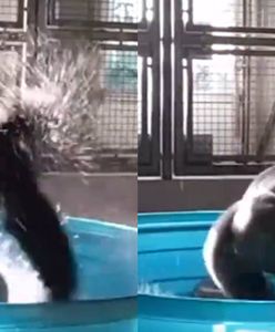 Dzisiaj nie zobaczycie nic lepszego. Niezwykły taniec w basenie