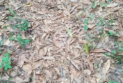 To zdjęcie podbija sieć. Nikt nie może znaleźć wężą