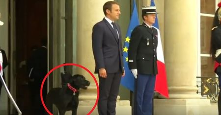 Macron przygarnął psa ze schroniska. Nemo szybko podbił serca Francuzów