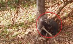 To nagranie skradło serca tysiącom internautów. Pochodzi z Bieszczad