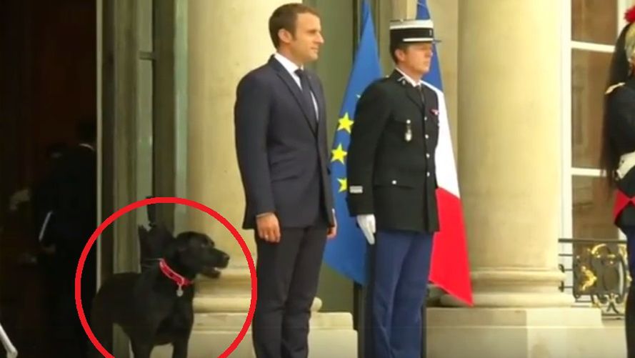 Emmanuel Macron z psem