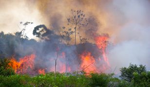 Amazonia – lasy deszczowe ogarnięte ogniem. Leonardo DiCaprio przeznaczy na ich ochronę 5 mln dolarów