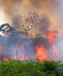 Amazonia – lasy deszczowe ogarnięte ogniem. Leonardo DiCaprio przeznaczy na ich ochronę 5 mln dolarów