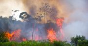 Amazonia otrzyma setki milionów dolarów. Do darczyńców dołączył Emmanuel Macron