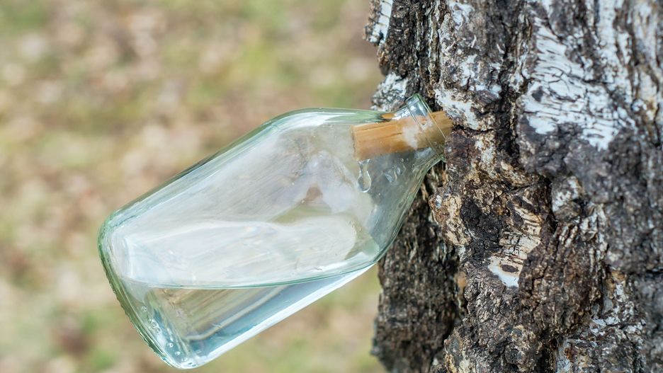 Sok z brzozy nazywa się oskołą lub bzowiną