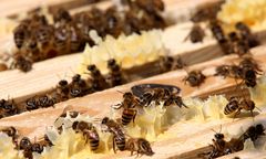 Rzeszów: Otrucie pszczół. Zginęło 2,5 miliona owadów