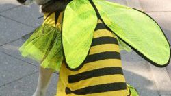 Husky w kostiumie pszczółki