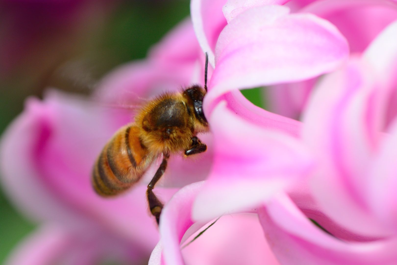 To ulubione rośliny pszczół. Te lubią zapylać
