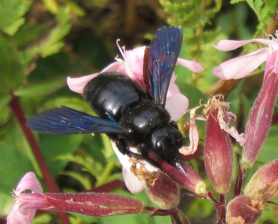 Xylocopa violacea to gatunek czarnej pszczoły