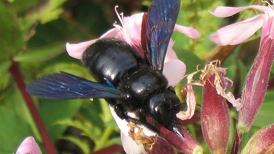 Xylocopa violacea to gatunek czarnej pszczoły