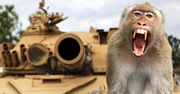 "Żart" z małpą kosztował życie 40 osób. W ruch poszły czołgi