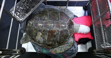 Niecodzienna operacja. Wyciągnęli 915 monet z jego ciała