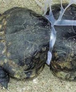 Zdeformowany żółw. Ofiara pływających w wodzie śmieci