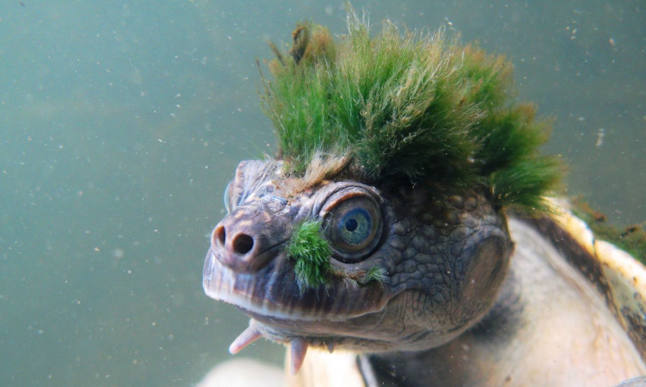 Zielonowłosy żółw oddychający genitaliami. Trafił na listę zagrożonych gatunków