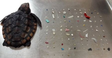 Szokujące odkrycie w żołądku małego żółwia. 104 kawałki plastiku
