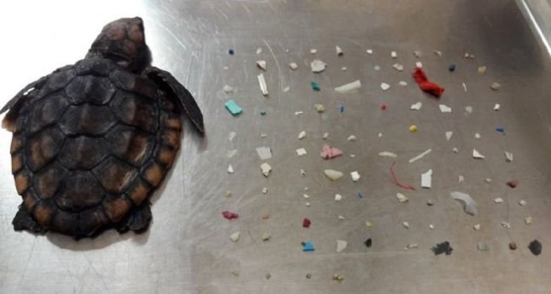 Szokujące odkrycie w żołądku małego żółwia. 104 kawałki plastiku 