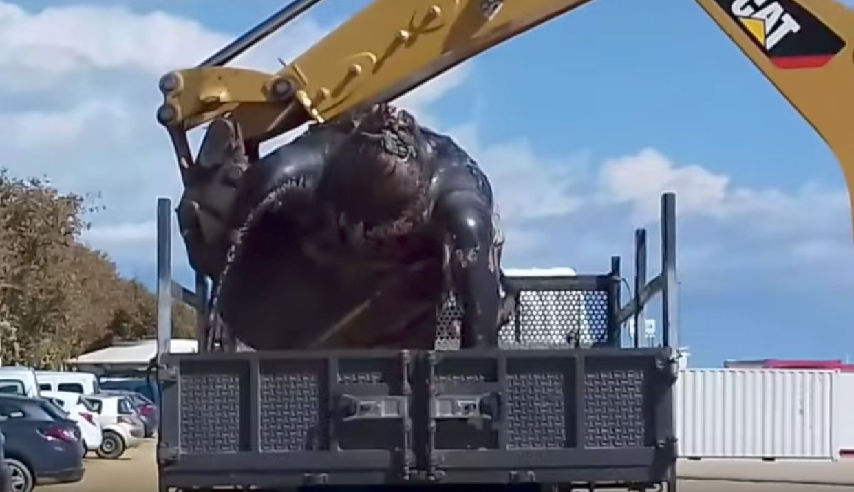 700-kilogramowy żółw. Morze Śródziemne wyrzuciło na brzeg prawdziwą bestię