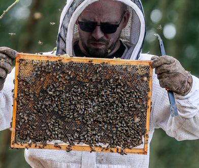 Zgnilec amerykański atakuje pszczoły. Będą duże straty