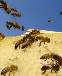 Pszczoły nie chcą pracować na nocną zmianę