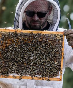 Zgnilec amerykański atakuje pszczoły. Będą duże straty