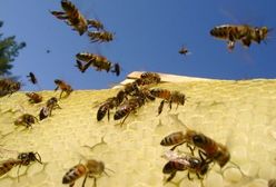 Pszczoły nie chcą pracować na nocną zmianę