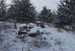 Dwaj chłopcy zabili pół miliona pszczół. "To była kompletna destrukcja"