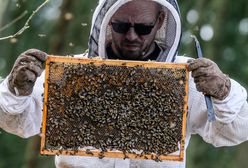 Zgnilec amerykański atakuje pszczoły. Będą duże straty