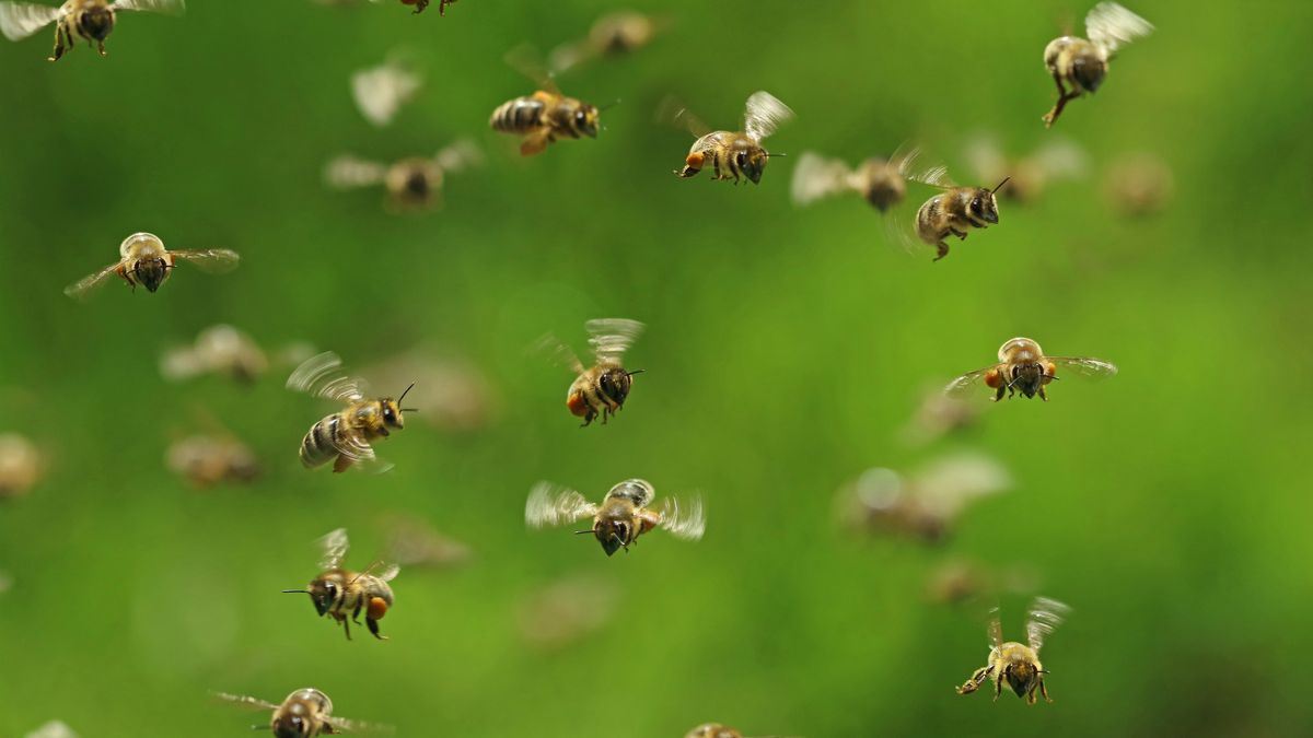 front view of flying honey bees in a swarm on green bukeh.
