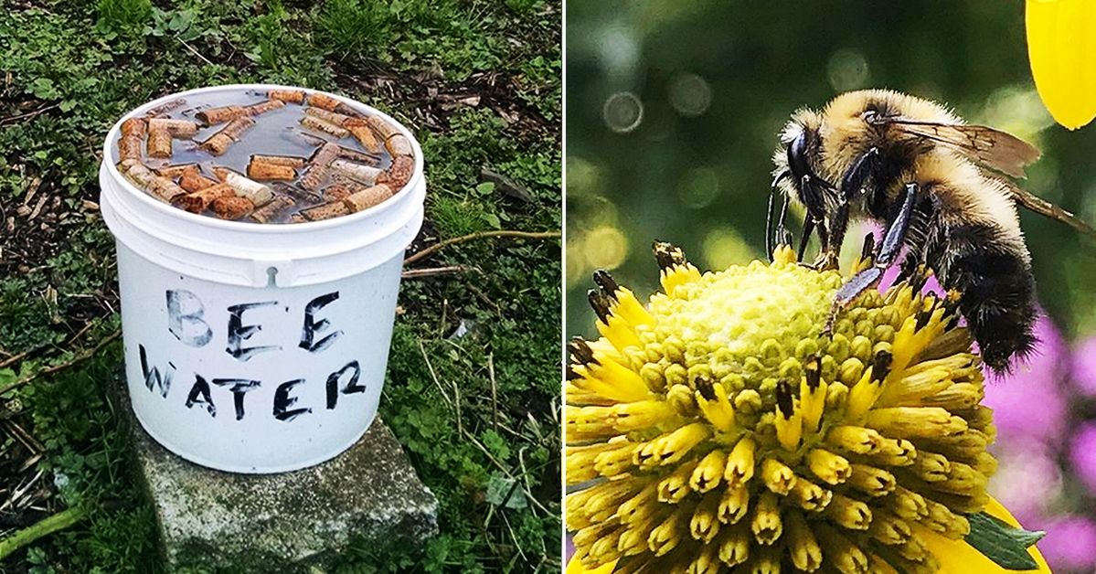 7 Simple and Practical Things You Can Do to Help Bees