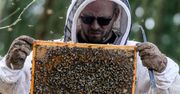 Zgnilec amerykański atakuje pszczoły. Będą duże straty
