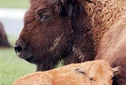 Około 150 bizonów z parku Yellowstone - do odstrzału
