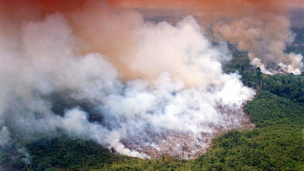 W tym roku liczba pożarów w Brazylii wzrosła o 83 proc.