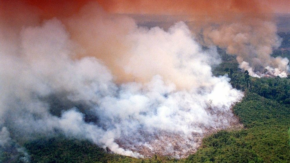 Według Avaaz co minutę Amazonia kurczy się o 1,5 boiska piłkarskiego.