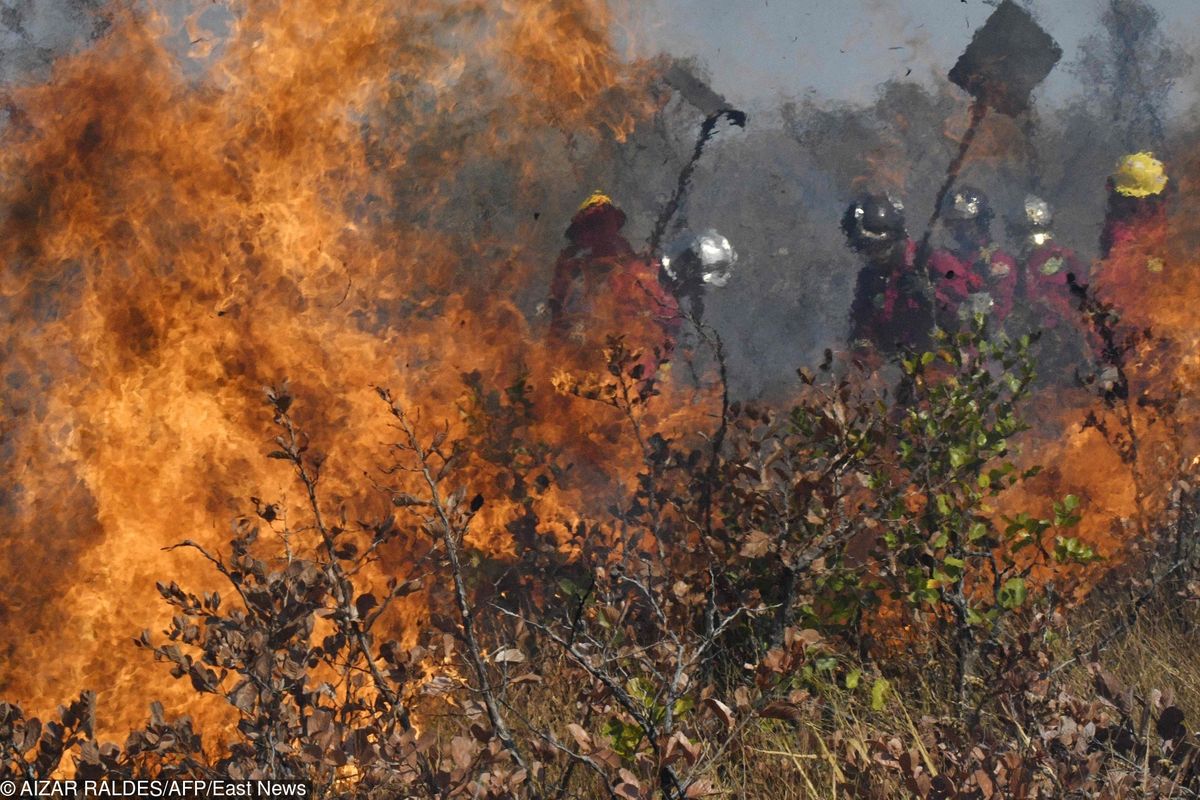 Amazonia. Jair Bolsonaro rozmawiał z Angelą Merkel o pożarach lasów w Amazonii
