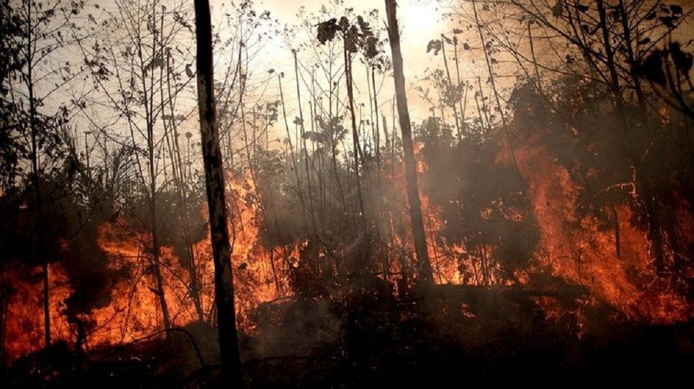 Amazonia. Pożary lasów nie pozbawią nas tlenu. Naukowcy tłumaczą dlaczego