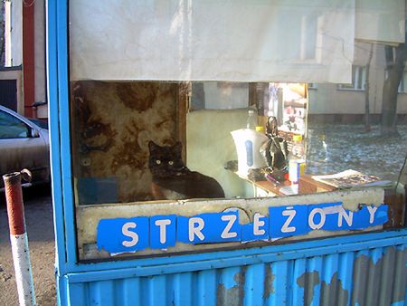 Obraz