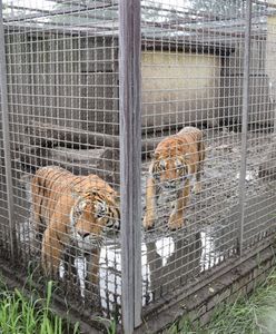 Pomogli zwierzętom z nielegalnej hodowli. Teraz sami są na celowniku