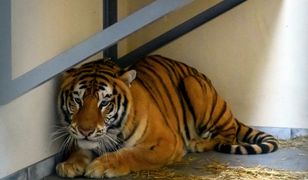 Tygrysy w poznańskim zoo są w złym stanie. Chodzi o ich psychikę