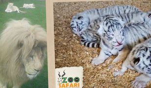 Cztery białe tygrysiątka urodziły się w Polsce