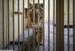 Tygrysy w poznańskim zoo. Zebrano milion złotych dla zwierząt