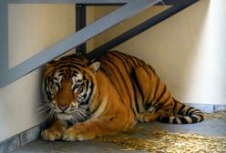 Tygrysy w poznańskim zoo są w złym stanie. Chodzi o ich psychikę